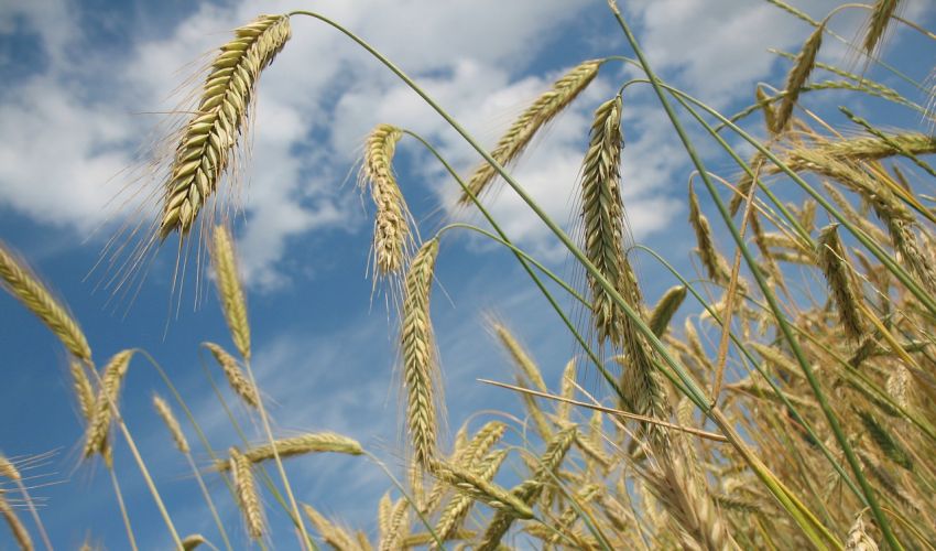 農地・土地利用支援